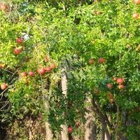 Дом в Черногории, Бар, 225 кв.м.