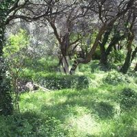 Земельный участок в Черногории, Будва, Пржно