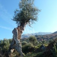 Земельный участок в Черногории, Бар