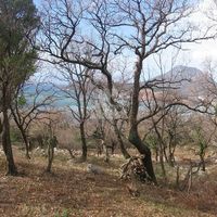 Земельный участок в Черногории, Бар, Сутоморе