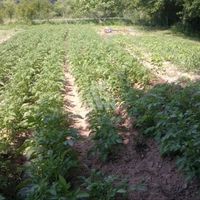 Land plot in Montenegro, Bar, Sutomore