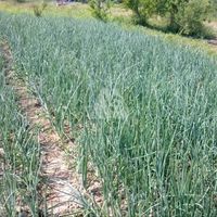 Land plot in Montenegro, Bar, Sutomore