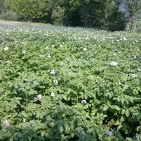 Land plot in Montenegro, Bar, Sutomore