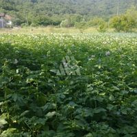 Land plot in Montenegro, Bar, Sutomore