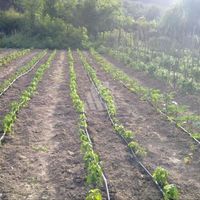 Land plot in Montenegro, Bar, Sutomore