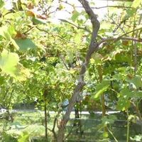 Земельный участок в пригороде в Черногории, Бар, Сутоморе