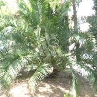 Земельный участок в пригороде в Черногории, Бар, Сутоморе