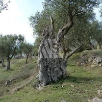 Земельный участок в пригороде в Черногории, Бар