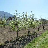 Land plot in the suburbs in Montenegro, Bar