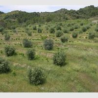 Land plot in the mountains in Spain, Catalunya, Tarragona