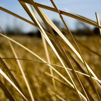Land plot at the seaside in Turkey, Antalya