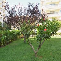 Апартаменты в Турции, Аланья, 130 кв.м.