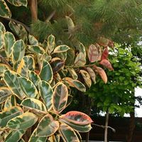 Квартира на Кипре, Лимасол, 80 кв.м.