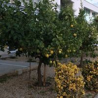 Квартира на Кипре, Лимасол, 172 кв.м.