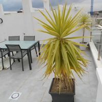 Квартира у моря в Испании, Валенсия, Аликанте, 72 кв.м.