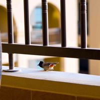 Апартаменты в ОАЭ, Дубаи, 165 кв.м.