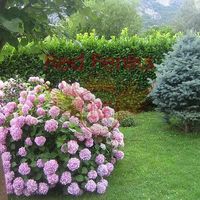 House in Montenegro, Kotor, Perast, 300 sq.m.