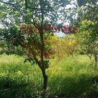 Дом в Черногории, Бар, 240 кв.м.