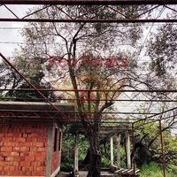 Земельный участок в Черногории, Будва, Пржно