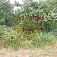 Земельный участок в Черногории, Будва