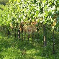 Другая коммерческая недвижимость в Италии, Пиза, 1274 кв.м.