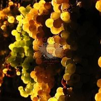 Другая коммерческая недвижимость в Италии, Пиза, 1274 кв.м.