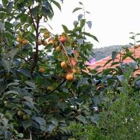 House at the second line of the sea / lake, in the suburbs in Montenegro, Kotor, 212 sq.m.