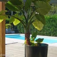 Дом во Французской Гвиане