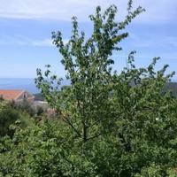 Земельный участок в пригороде в Черногории, Будва