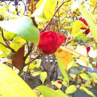 Villa in Italy, San Donnino, 250 sq.m.