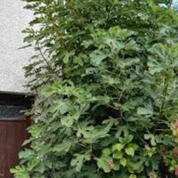 Villa in Italy, San Donnino, 270 sq.m.