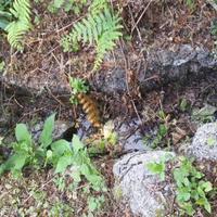 Земельный участок в пригороде в Черногории, Бар, Будва