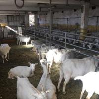 Other in Slovenia, Ljubljana, 561 sq.m.