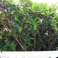 Квартира на второй линии моря/озера, в центре города в Черногории, Будва, 49 кв.м.