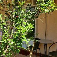 Квартира в центре города в Черногории, Будва, 39 кв.м.