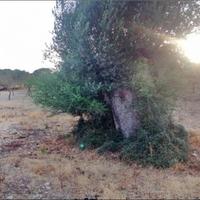 Land plot in Spain, Balearic Islands, Palma