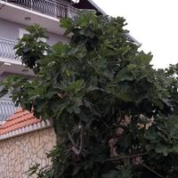 Дом в Хорватии, Сплитско-Далматинска, 400 кв.м.