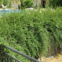 Flat in Bulgaria, Sunny Beach, 43 sq.m.