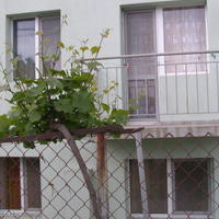 Дом в Болгарии, Бургасская область, Елените, 120 кв.м.