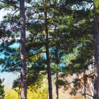 Апартаменты в Болгарии, Бургасская область, Елените