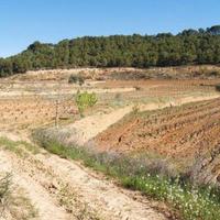 Vineyard in Spain, Catalunya, Begur