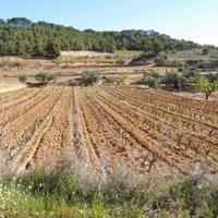 Vineyard in Spain, Catalunya, Begur