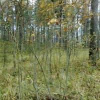 Land plot in Latvia, Jurmala