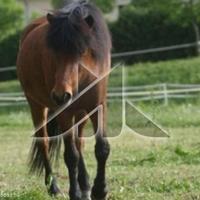 Другое в Словении, Мост-на-Сочи, 65535 кв.м.