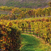 Production in Slovenia, Most na Soci