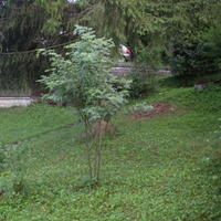 Земельный участок в Словении, Поле