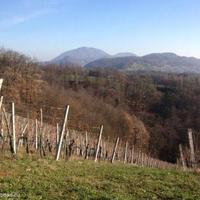 Vineyard in Slovenia, Most na Soci, 739 sq.m.