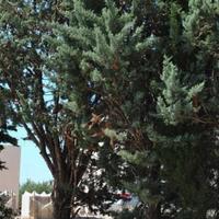 Land plot in Slovenia, Most na Soci