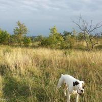 Дом в Словении, Мост-на-Сочи, 160 кв.м.