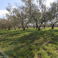 Земельный участок в Словении, Копер